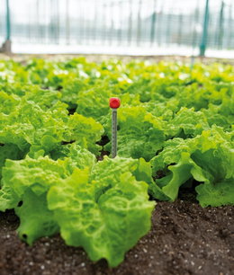 Temperaturmåler i salatbed i drivhus Salatplanter i jord med temperaturmåler i midten