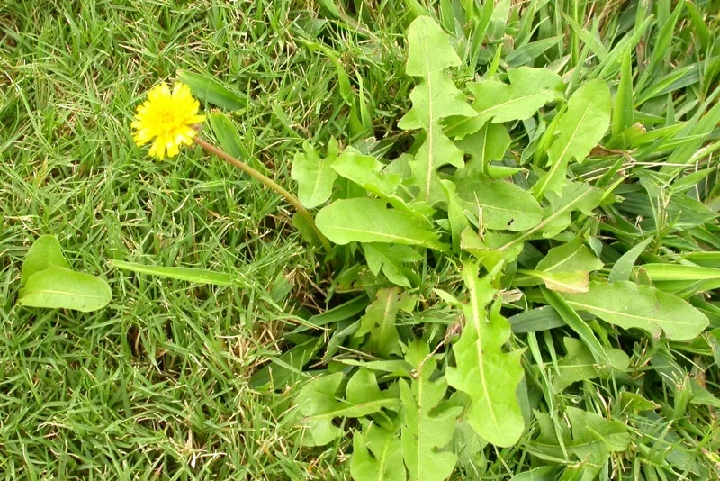 Nærbillede af en gul mælkebøtteblomst med takkede grønne blade i en grøn græsplæne