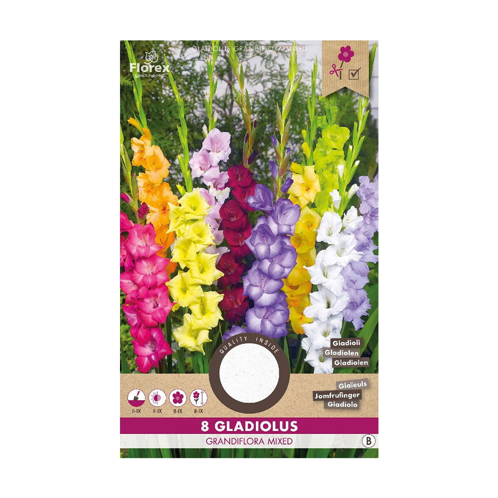 Farverige gladiolus storblomstret blanding i haven