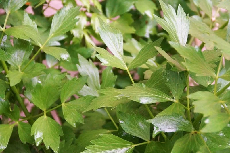 Grøn plante med blanke, fligede blade – nærbillede Tæt billede af grøn plante med blanke, fligede blade