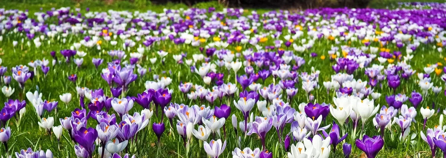Nærbillede af en mark dækket af mange lilla, lyse lilla og hvide krokusblomster spredt i grøn græsplæne