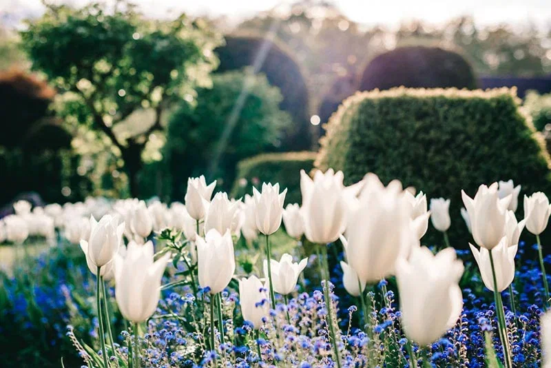 Nærbillede af hvide tulipaner i en velplejet have med lilla-blåt bunddække, grønne hække i baggrunden og blødt sollys