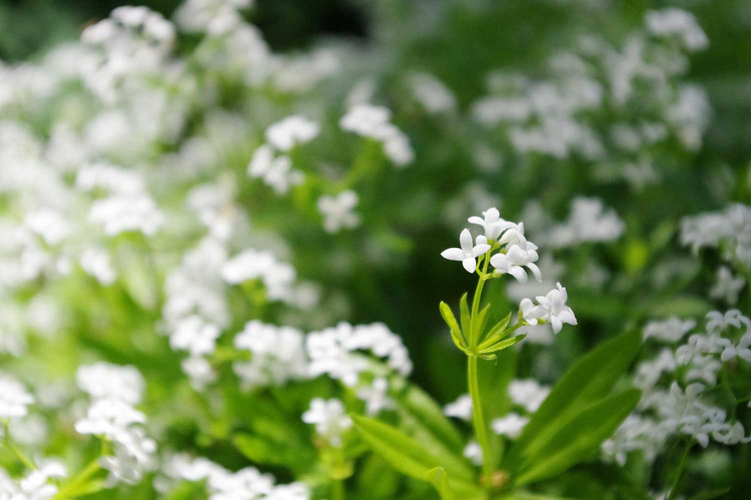 Nærbillede af hvide, stjerneformede blomster i forgrunden med grønne blade og sløret blomsterfyldt baggrund
