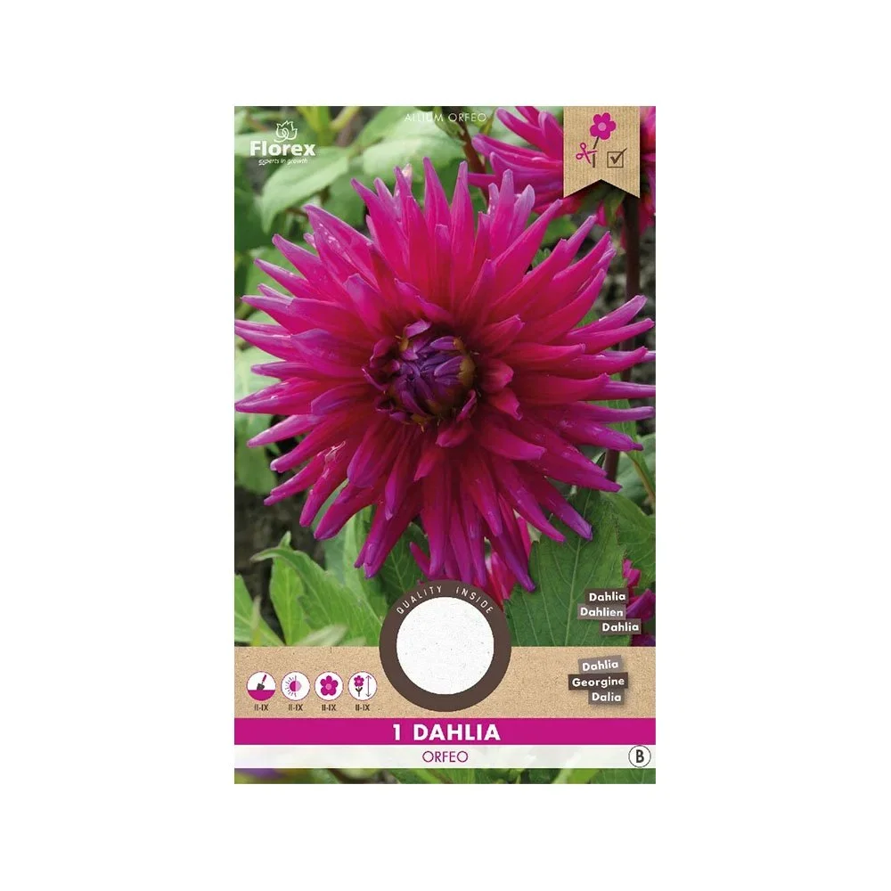Dahlia Orfeo med store pink blomster i haven