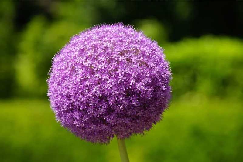 Nærbillede af en stor lilla Allium-blomst i kugleform med grøn, sløret baggrund