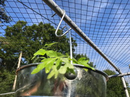 Ophængt metalpotte med grøn plante udendørs Grøn plante i ophængt metalpotte under havennet