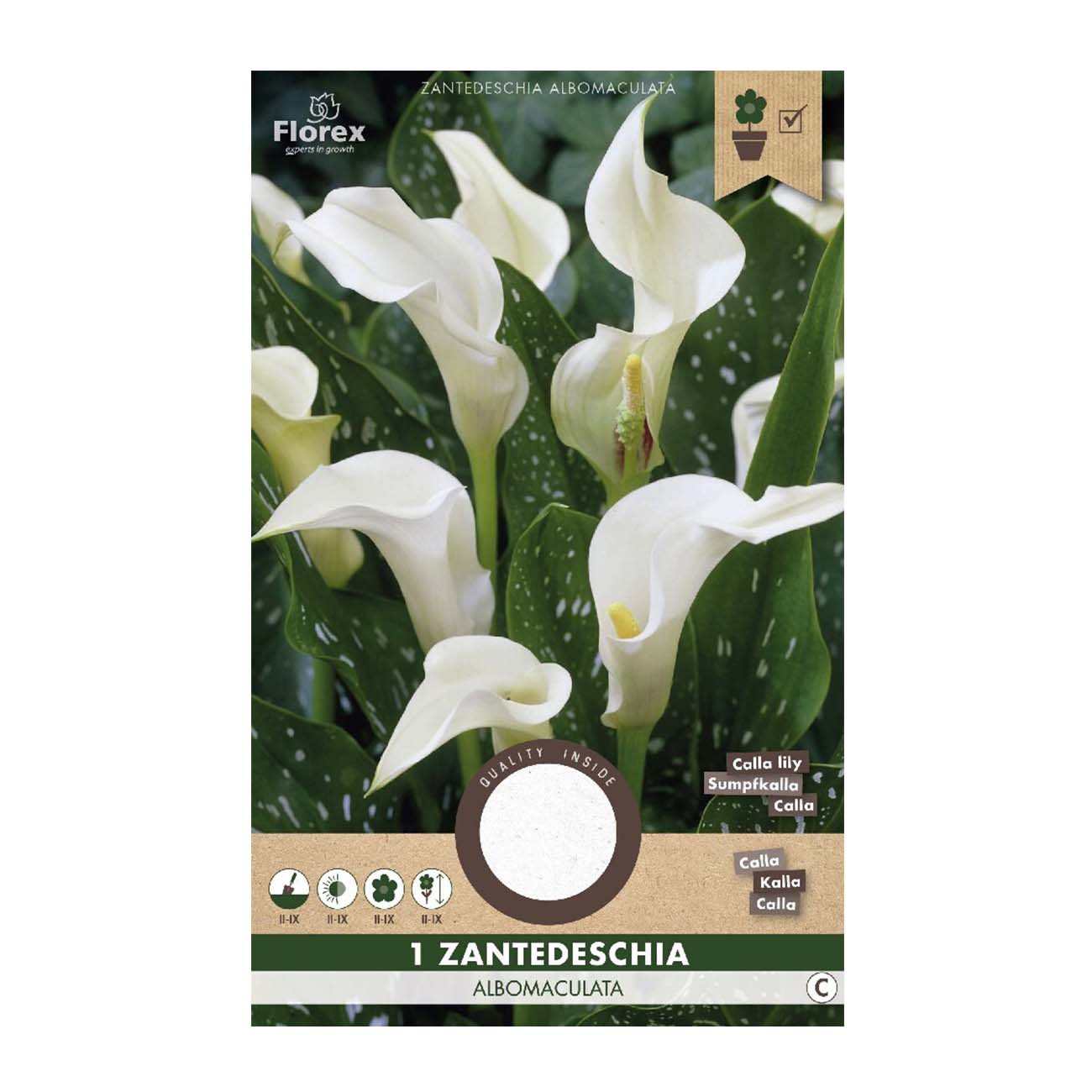 Hvide Zantedeschia albomaculata callaliljer i blomst