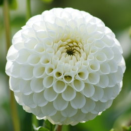 Dahlia 'Snowflake Pompon' - 1 løg | Florex Nærbillede af hvid Dahlia Snowflake Pompon med perfekte pompon-lignende blomster (5–10 cm). Velegnet til solrig have og som snitblomst. 1 løg, producent Florex.