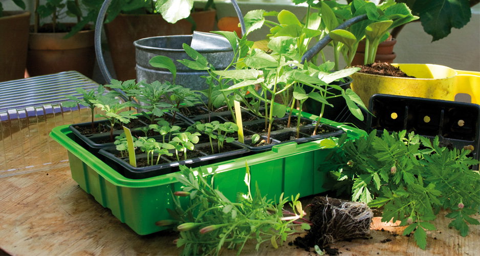 Plantebakke til forkultivering af frøplanter Grøn plantebakke med spirende frøplanter i drivhus