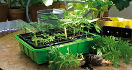 Grøn plantebakke med spirende frøplanter i drivhus
