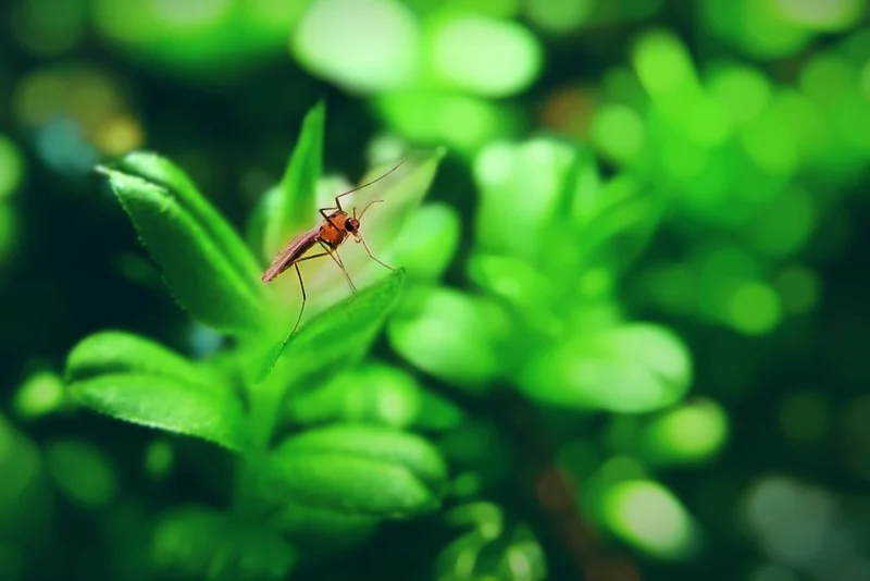 Makrofoto af et lille rødbrunt insekt med lange antenner siddende på et grønt blad med blød, grøn bokeh i baggrunden