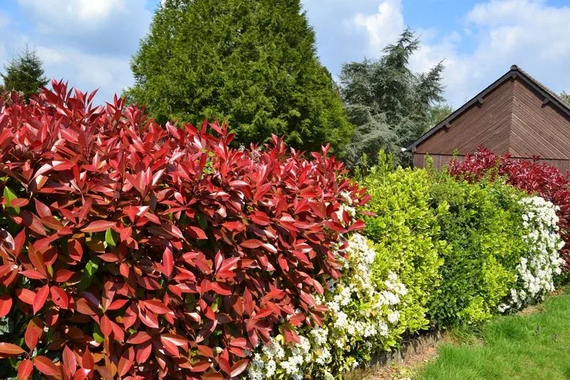 Tæt, farverig havehæk med røde Photinia-blade, lysegrønne buske og hvide blomster langs en græsplæne foran et brunt skur og blå himmel