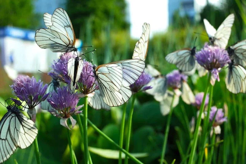 Nærbillede af flere hvide sommerfugle med mørke årer på vingerne, der sidder og flyver omkring lilla blomster i en grøn have på en solrig dag