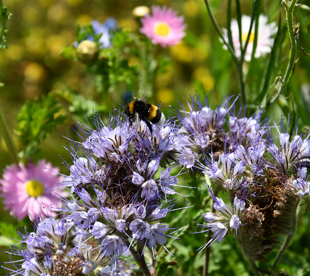 Humlebi samler nektar på lilla blomster i haven