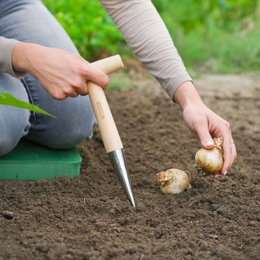 Hånd der bruger plantestok til at sætte blomsterløg