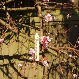 Viburnum bodnantense med lyserøde blomster Gren af viburnum bodnantense med lyserøde blomster