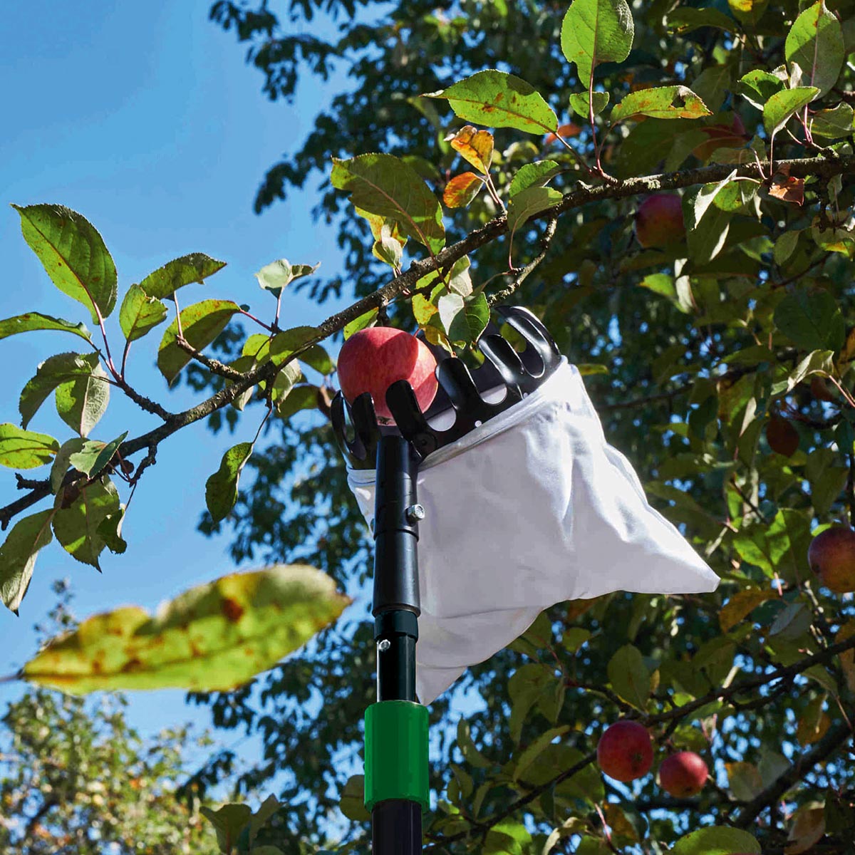 Freund frugtplukker 140 cm – teleskopisk frugtplukker med opsamlingstragt | Freund Victoria Freund frugtplukker 140 cm i brug: teleskopstang med sort opsamlingshoved og hvid opsamlingspose plukker et rødt æble fra et træ, letvægts og skånsom høst