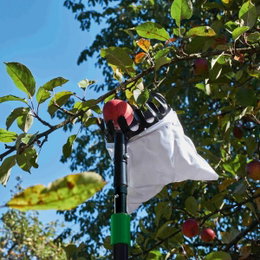 Freund frugtplukker 140 cm – teleskopisk frugtplukker med opsamlingstragt | Freund Victoria Freund frugtplukker 140 cm i brug: teleskopstang med sort opsamlingshoved og hvid opsamlingspose plukker et rødt æble fra et træ, letvægts og skånsom høst