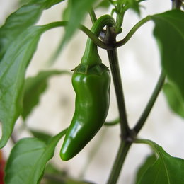 Økologisk Jalapeno frø fra Buzzy Organic – billede af grøn jalapeño på plante til dyrkning Tæt foto af grøn jalapeñofrugt på planten. Illustration til Økologisk Jalapeno frø (Buzzy Organic) velegnet til dyrkning til nachos, pizza og gryderetter, 5–9 cm, 2.500–10.000 Scoville.