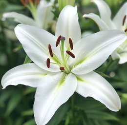 Økologisk Lilje 'Oriental White' - 1 løg | Florex Nærbillede af økologisk lilje 'Oriental White' med store hvide trompetformede blomster, let elfenbens/creme nuance og duft, som tiltrækker sommerfugle og bier. Trives i veldrænet jord i sol eller let skygge. Florex.