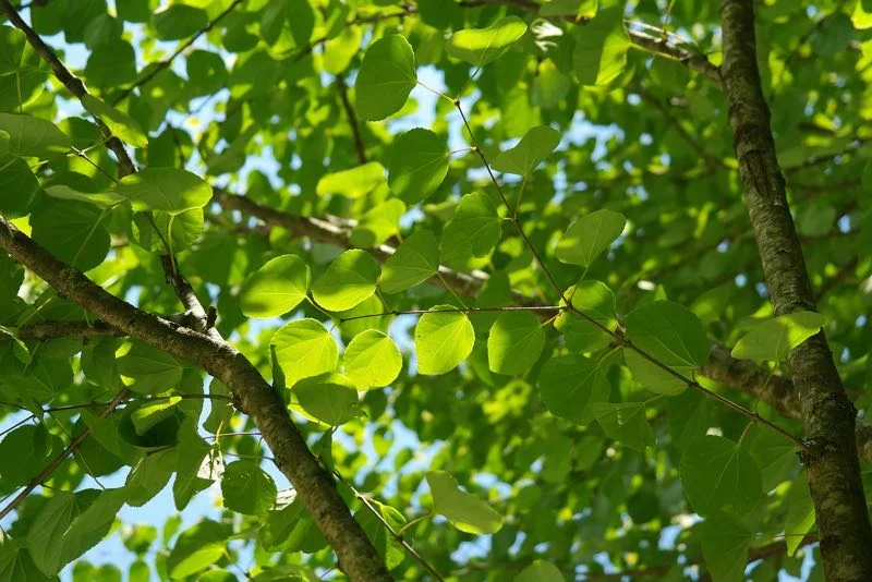 Tæt på grønne hjerteformede blade på træ i sollys Hjerteformede grønne blade og tynde grene set opad mod en lys, solbeskinnet himmel