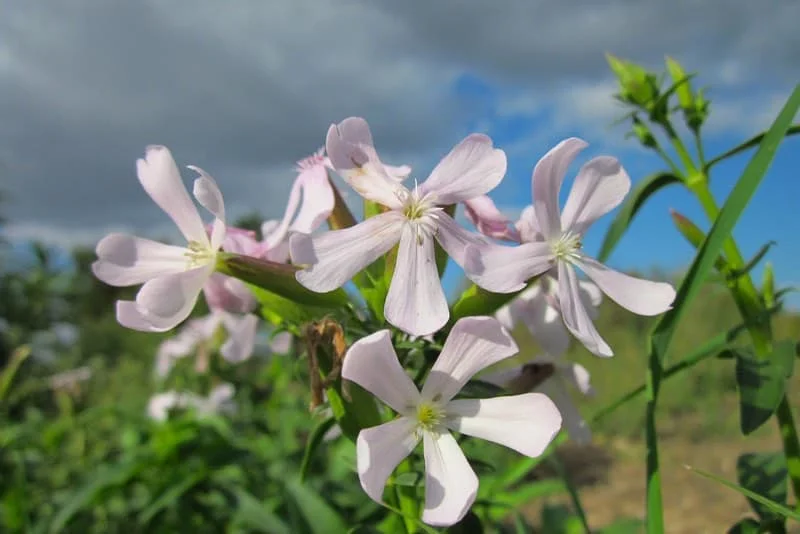 Nærbillede af lyserøde vilde blomster med fem kronblade, grønne blade og blå-grå himmel i baggrunden