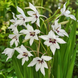 Acidanthera callianthus (Abessinsk gladiolus) med hvide stjerneformede blomster og mørk midte i havebed; plantehøjde ca. 70–75 cm. Produkt: 60 løg fra Florex, blomstrer juni til august, trives i solrigt, veldrænet jord.