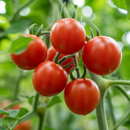 Økologisk tomatfrø Principe Borghese - Buzzy Organic | Madlavningstomat, velegnet til tørring Klasen af modne Principe Borghese-tomater på planten – økologisk tomatsort (frø) fra Buzzy Organic, ideel som madlavningstomat og til tørring og saucer