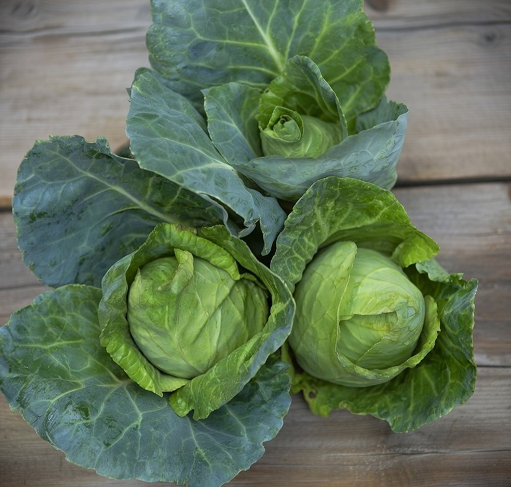 Tre friske grønne spidskål af sorten Caraflex F1 på træbord – økologiske frø til mild og sød kegleformet kålhoved, velegnet til dampning, wok og salat; såtid apr–jun, planteafstand 50 cm, Buzzy Organic