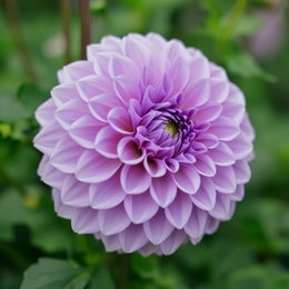 Dahlia 'Blue Boy' - 1 løg | Florex: blå-lilla fyldt dahlia, store blomsterhoveder, velegnet som snitblomst Nærbillede af Dahlia 'Blue Boy' i blå-lilla nuancer med fyldte, lagdelte kronblade på kraftig stængel – Florex dahlia, blomstrer juli-oktober, perfekt til buketter