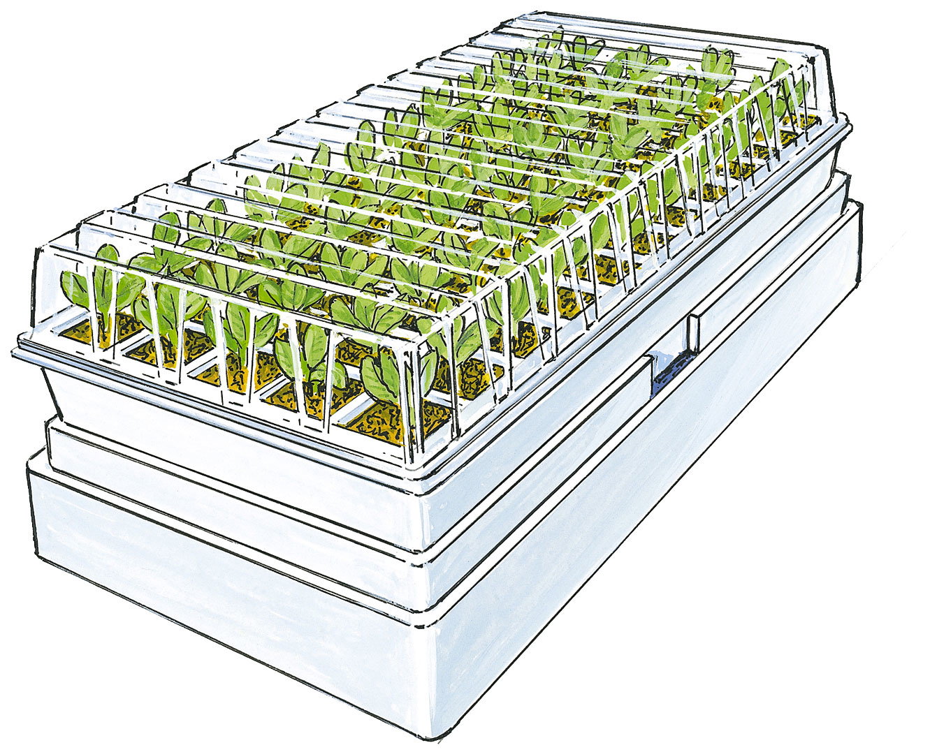 Mini drivhus til forspiring af planter Mini drivhus med spirende planter i bakke