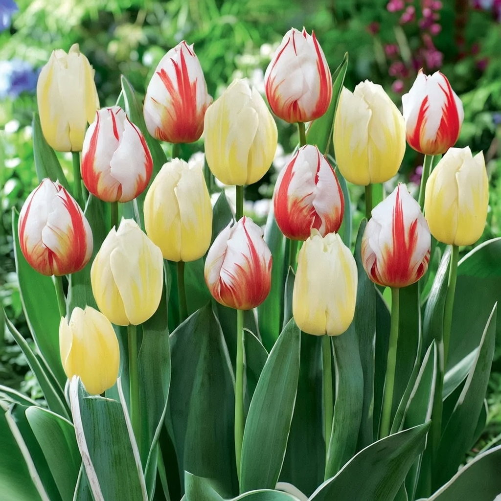 Tulipan 'Happy Mix' (10 løg) fra Sperli: blanding af hvide blomster med røde eller gule striber. Velegnet til blomsterbed og buketter, blomstrer i april–maj, tiltrækker bestøvere, løg opbevares tørt og luftigt.
