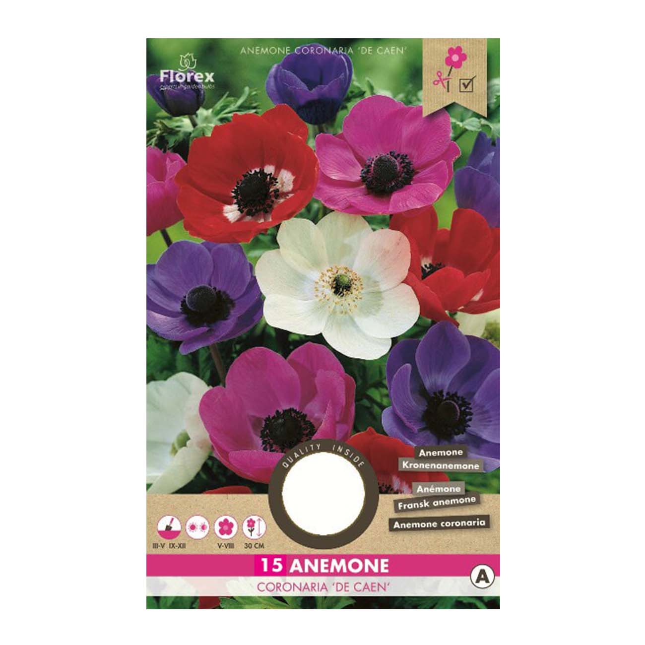 Pose med 15 Anemone coronaria De Caen i mix farver