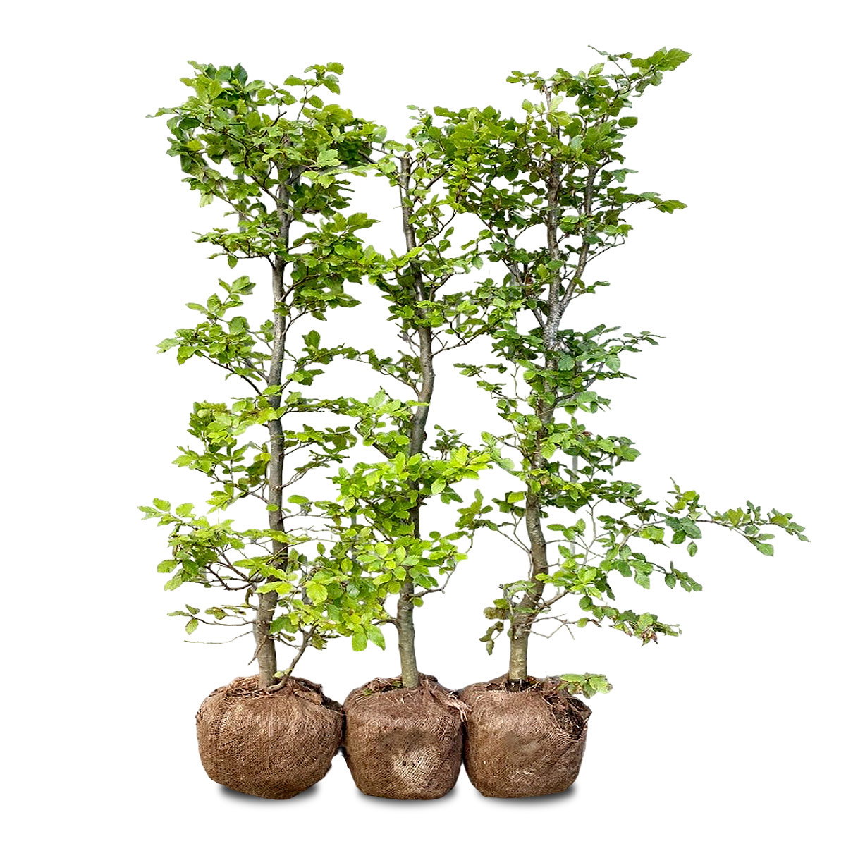 Bøg hækplante med rodklump Tre bøg hækplanter med rodklump