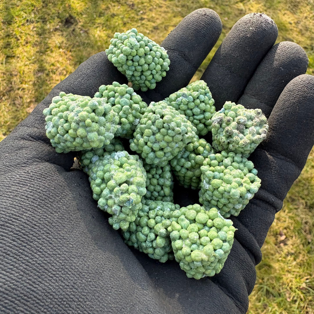 Hånd med havehandske holder 10 grønne Osmocote gødningskegler fra Nordic Gardens, selvdoserende NPK 16-8-12 gødning til potte-, altan- og haveplanter, næring i ca. 6 måneder