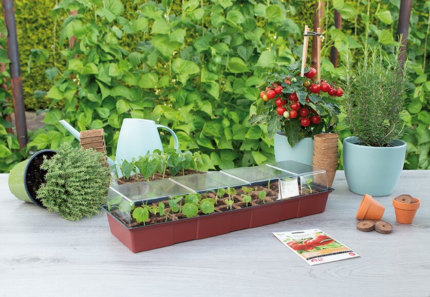 Minidrivhus med spirer, krydderurter og tomatplante på bord