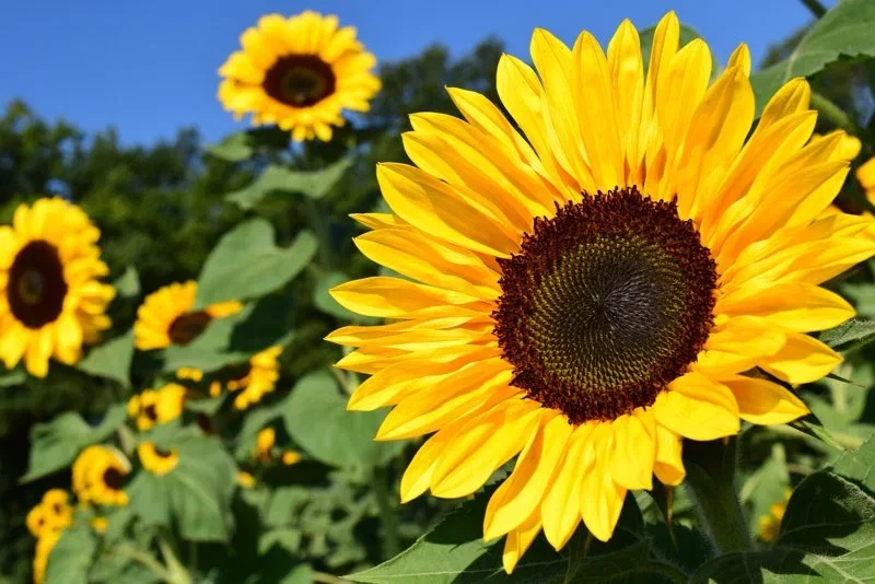 Nærbillede af stor gul solsikke i blomst på en mark med flere solsikker og blå himmel
