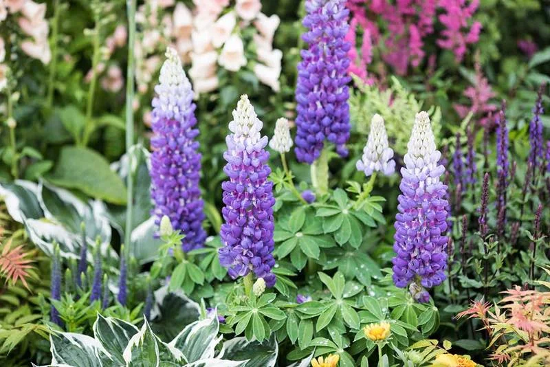 Nærbillede af violette lupiner i et farverigt staudebed med grønne blade og andre blomster