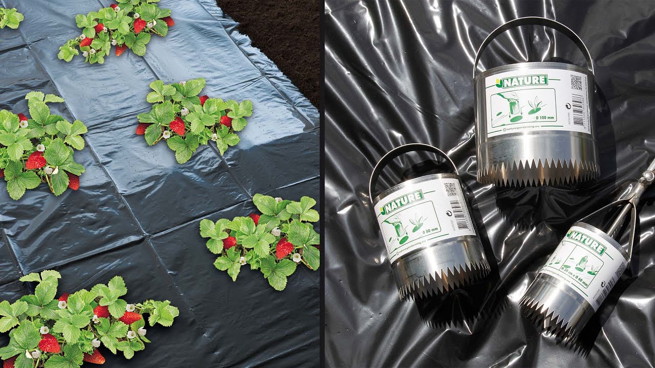 Ukrudtsdug Universal 1,40 x 5 m i sort (LDPE 30 µ) lagt direkte på jorden med jordbærplanter gennem udskårne huller; til højre Nature plantehulsudskærere placeret på dugen, viser anvendelse til ukrudtsbegrænsning og fugtbevarelse.