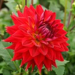 Økologisk Dahlia 'Manhattan Island XXL' - stor rød blomst 25 cm | Florex - 1 løg Stor økologisk Dahlia 'Manhattan Island XXL' med dybrøde kronblade og gul midte, imponerende blomster op til 25 cm, sælges som 1 løg fra Florex