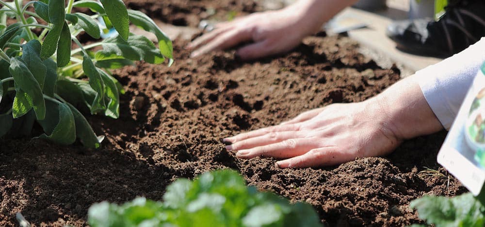 Havearbejde: Hænder, der forbereder jord til plantning ved et krydderurtebed Nærbillede af hænder, der jævner og forbereder muldjord i et plantebed ved siden af grønne krydderurter