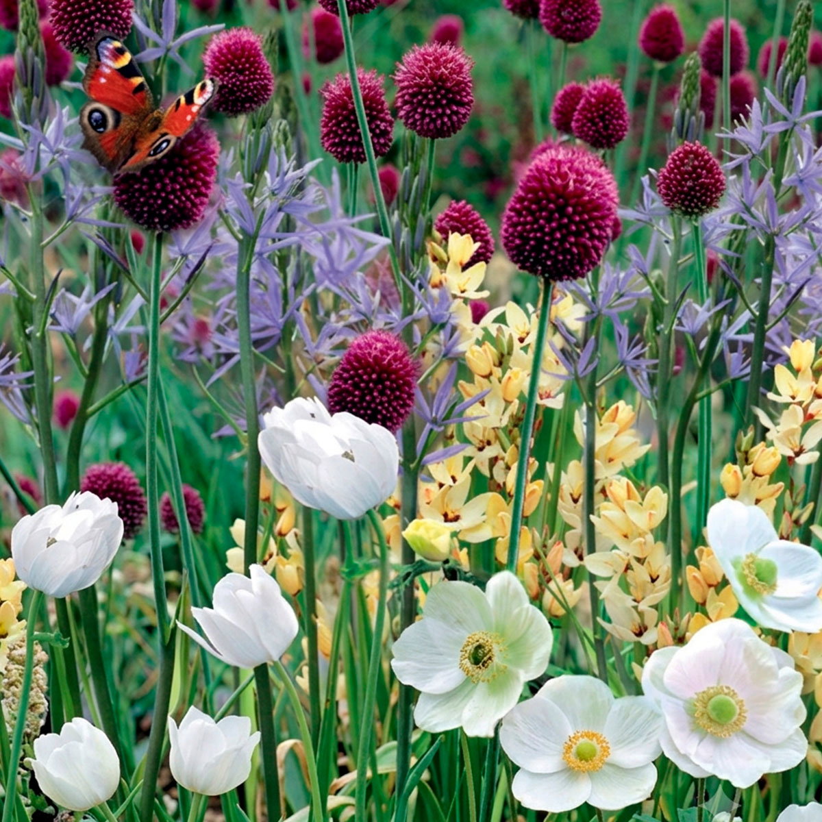 Blomsterløg 'Sommerfugleblanding'