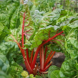 Rabarber frø "Victoria" – flerårig sort med grønne og røde stilke | Horti Tops Rabarber 'Victoria' med kraftige grønne blade og karakteristiske røde stilke. Flerårig sort fra Horti Tops, velegnet til tærter, kompot og syltetøj. Såtid april-maj, høst maj-september.