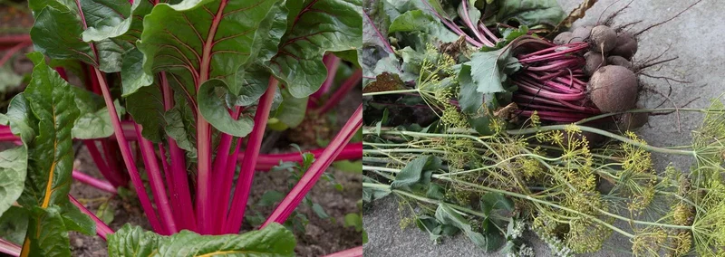 Friske rødbeder og bladbeder med pink/røde stilke samlet på jorden sammen med dild Nærbillede af friske rødbedestilk og grønne blade i haven samt høstede rødbeder med røde stilke og dild på beton
