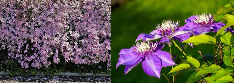 To-delt billede: venstre side tæppe af lyserøde blomster langs fortovskant, højre side nærbillede af lilla klematisblomster med grøn baggrund Venstreside: tæt vækst af små lyserøde blomster der dækker en hæk langs fortovet. Højreside: nærbillede af store lilla klematisblomster med detaljerede hvide og purpurcentre og grønne blade i baggrunden.