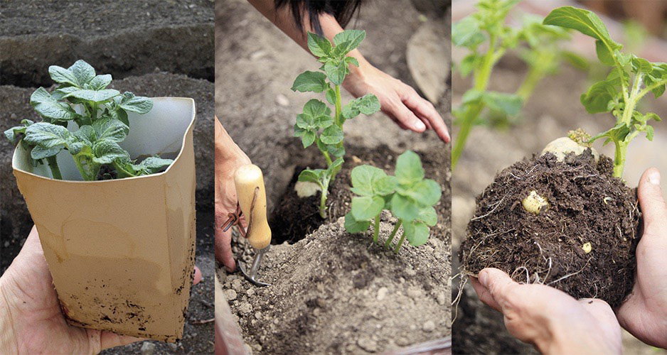 Dyrkning af kartofler i havebed Trin for trin plantning af kartoffelplanter i jord