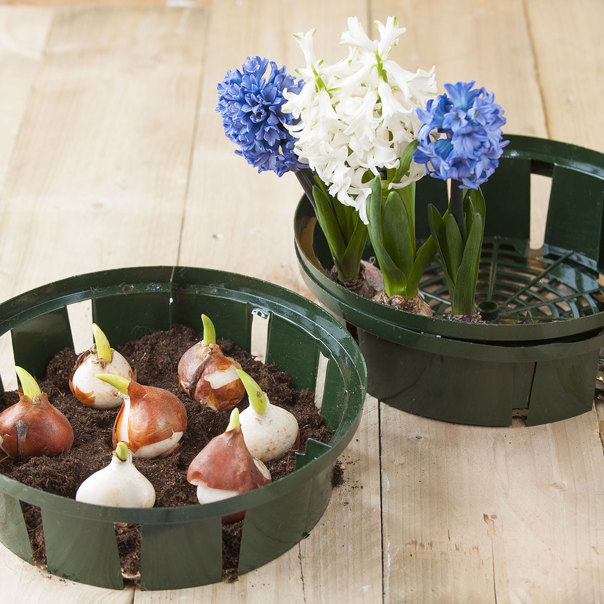 Grøn plantekurv med blomsterløg og hyacinter
