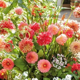 Pose med blandede blomsterløg 'Bohemian summer' til 1 m² – 25 løg (Dahlia, Crocosmia, Ixia) | Florex Billede af Bohemian summer blanding fra Florex: rosa dahlia, crocosmia og ixia i fyldigt blomsterflor. Pose til 1 m², indeholder 25 udvalgte løg og medfølgende instruktioner.