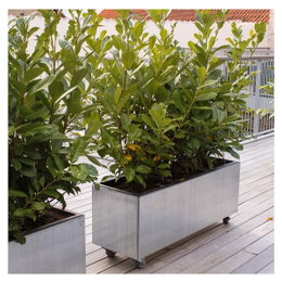 Rektangulær altankasse i metal på hjul Grønne planter i rektangulær altankasse på hjul