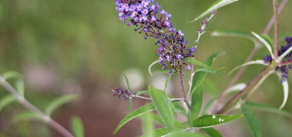 Nærbillede af lilla buddleja-blomster på stængel - sommerblomst Nærbillede af lilla buddleja-blomster og grønne blade på en stængel med blødt, grønt baggrundsudsnit